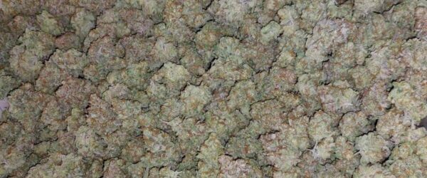 Premium cannabis buds for sale, high-quality marijuana, legal cannabis products, recreational and medicinal marijuana, discreet cannabis delivery, cannabis dispensary near me.