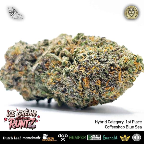 Ice Cream Cherry Runtz Flower by Coffeeshop Blue Sea, 1st Place, Hybrid Category, Amsterdam Coffeeshop Awards 2024