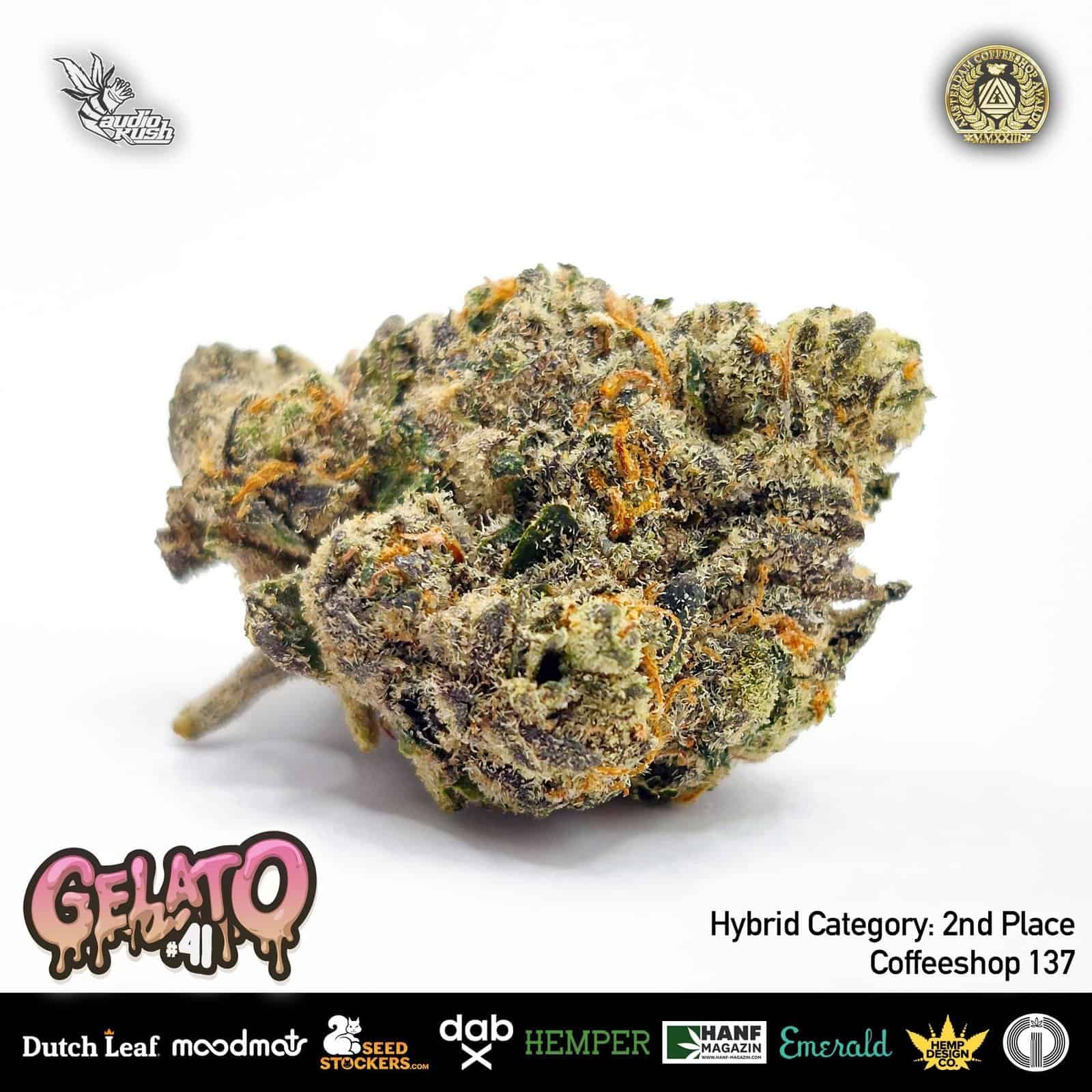 Gelato cannabis strain close-up, high-quality image of dense, trichome-covered flower with orange hairs, perfect for cannabis enthusiasts and dispensaries interested in premium Hybrid Category strains.