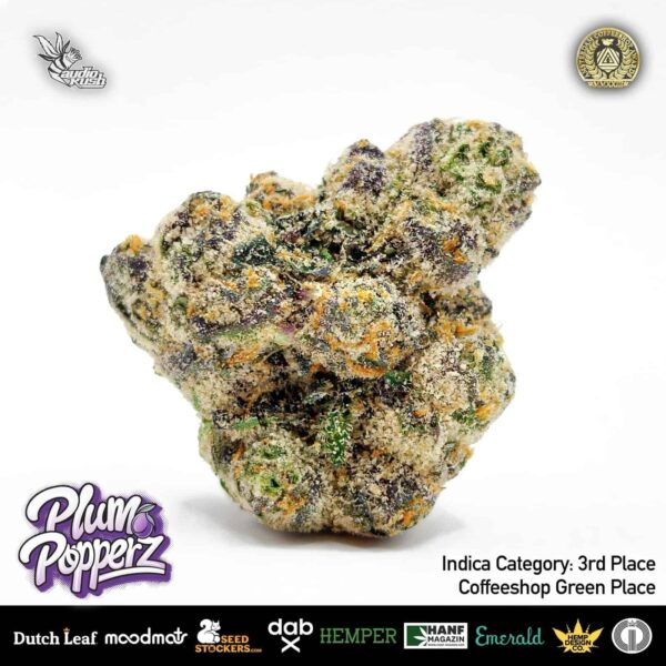Plum Popperz Flower by Green Place Coffeeshop, 3rd Place, Indica Category, Amsterdam Coffeeshop Awards 2024