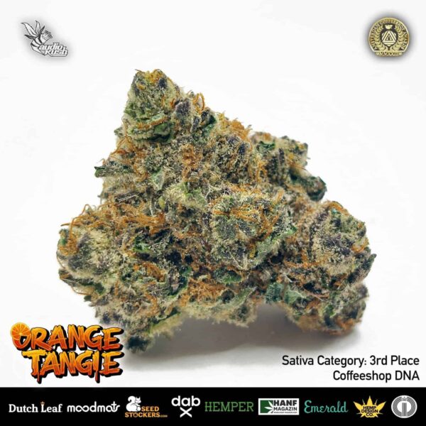 Orange Tangie Flower by Coffeeshop DNA, 3rd Place Sativa Category, Amsterdam Coffeeshop Awards 2024