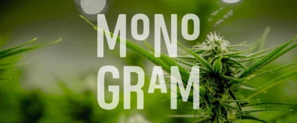 Vibrant cannabis plant with dense flowering bud, close-up of marijuana in a natural setting.