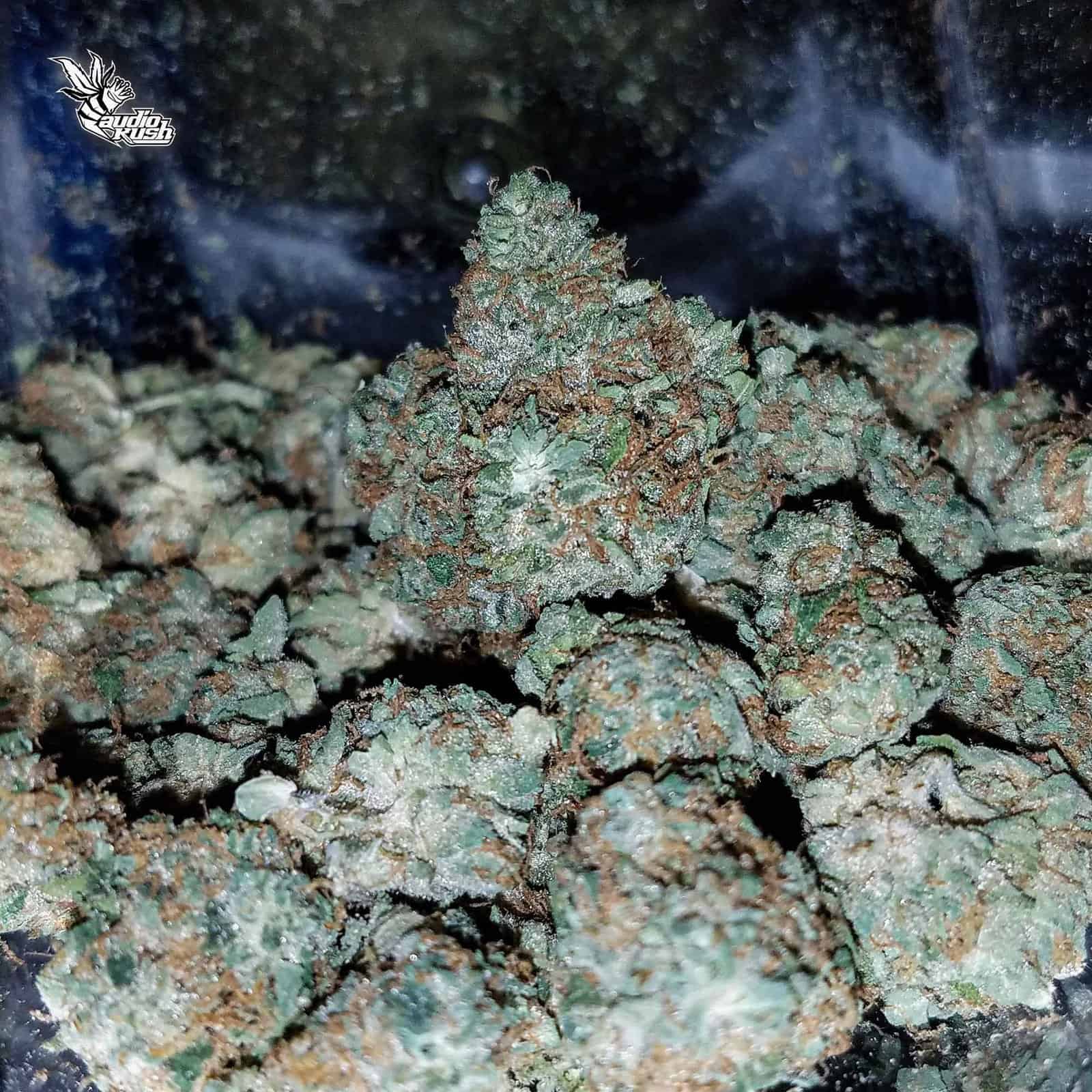 Blue Zushi - Coffeeshop Bushdocter - Feb 8 2020
