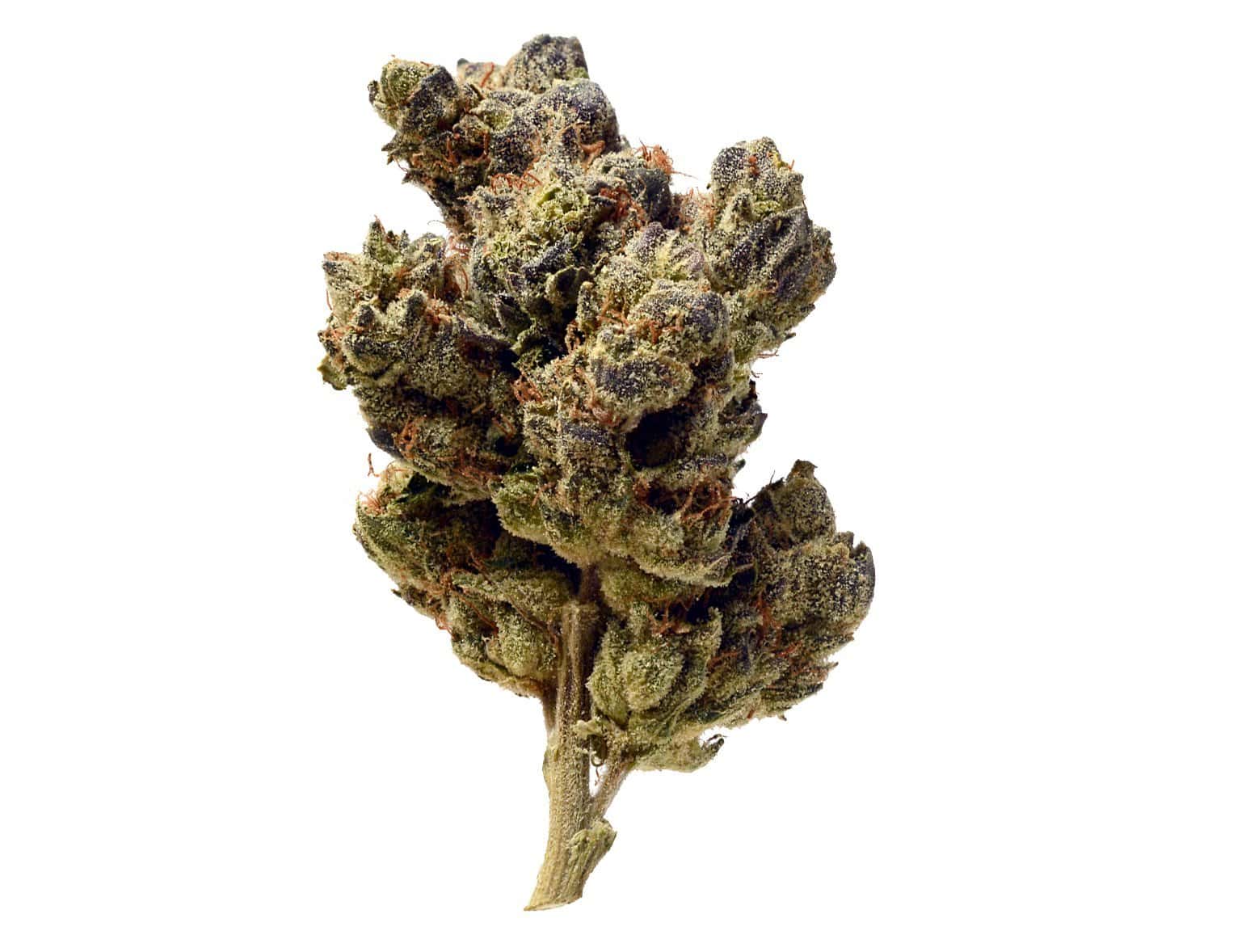 Blue Magic Amsterdam Genetics seeds
