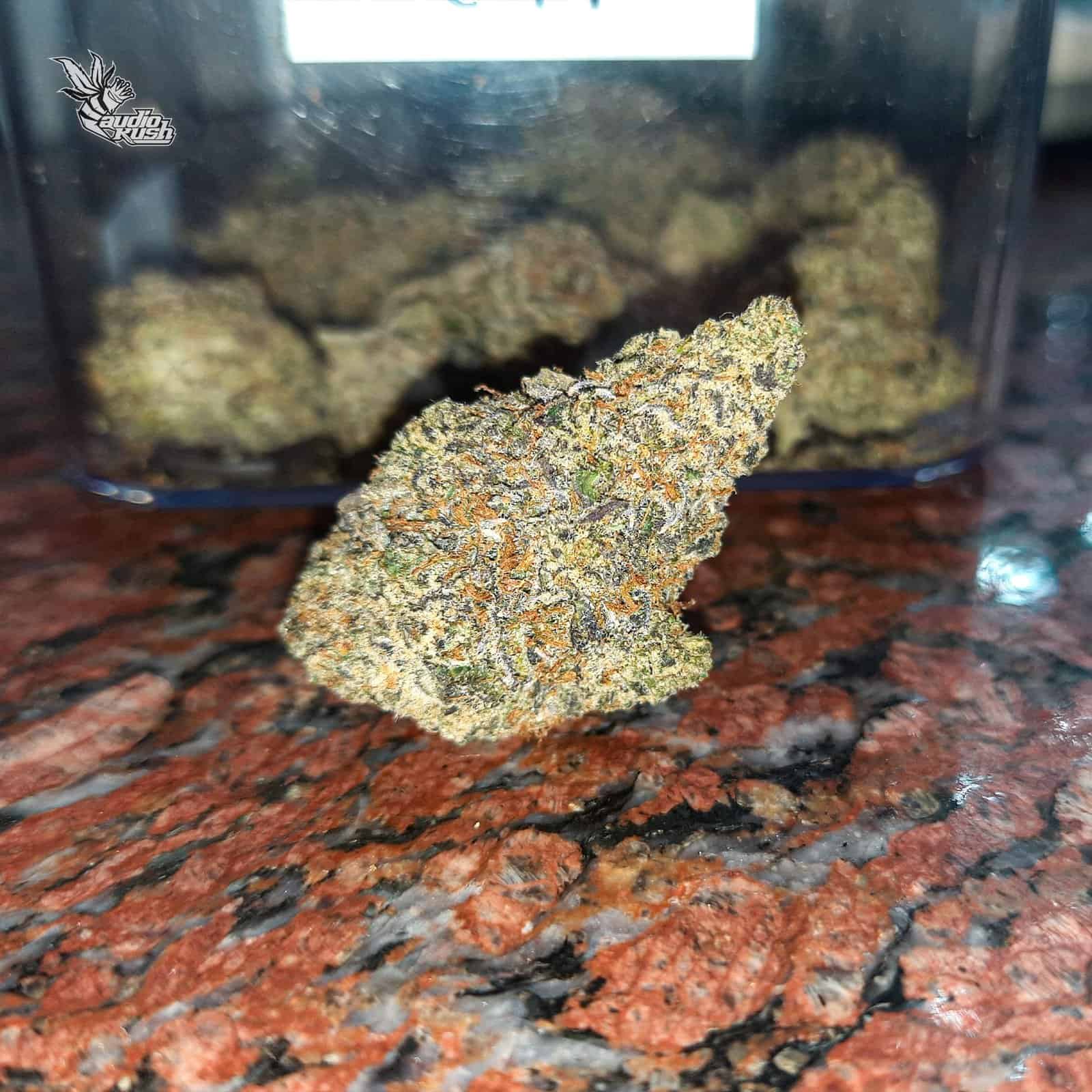 Monkey Mints - Coffeeshop The Box