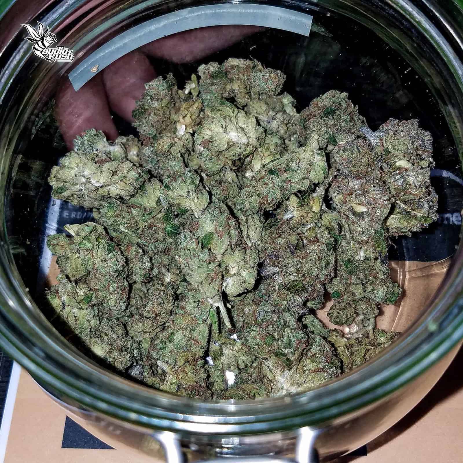 Dream Gold - Coffeeshop Relax Centrum - Dec 31 2020