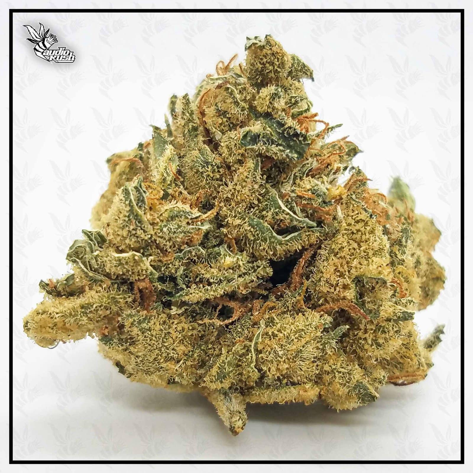 G13 Haze - Coffeeshop Bushdocter - Nov 10 2020