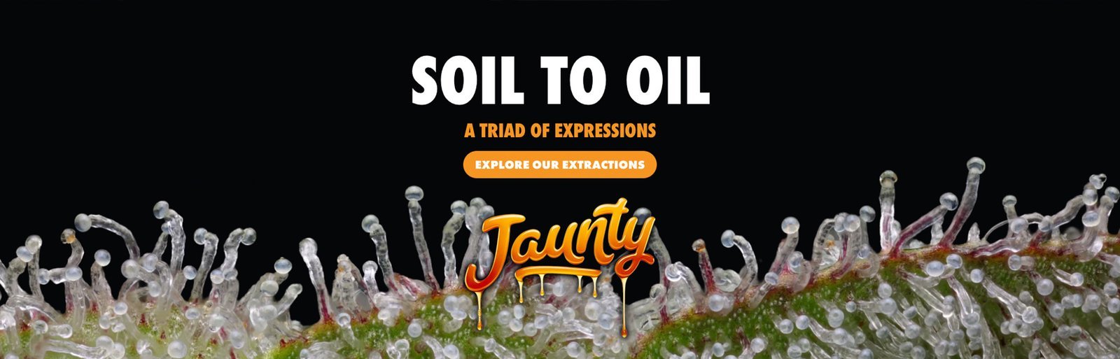 Jaunty Banner Rectangle