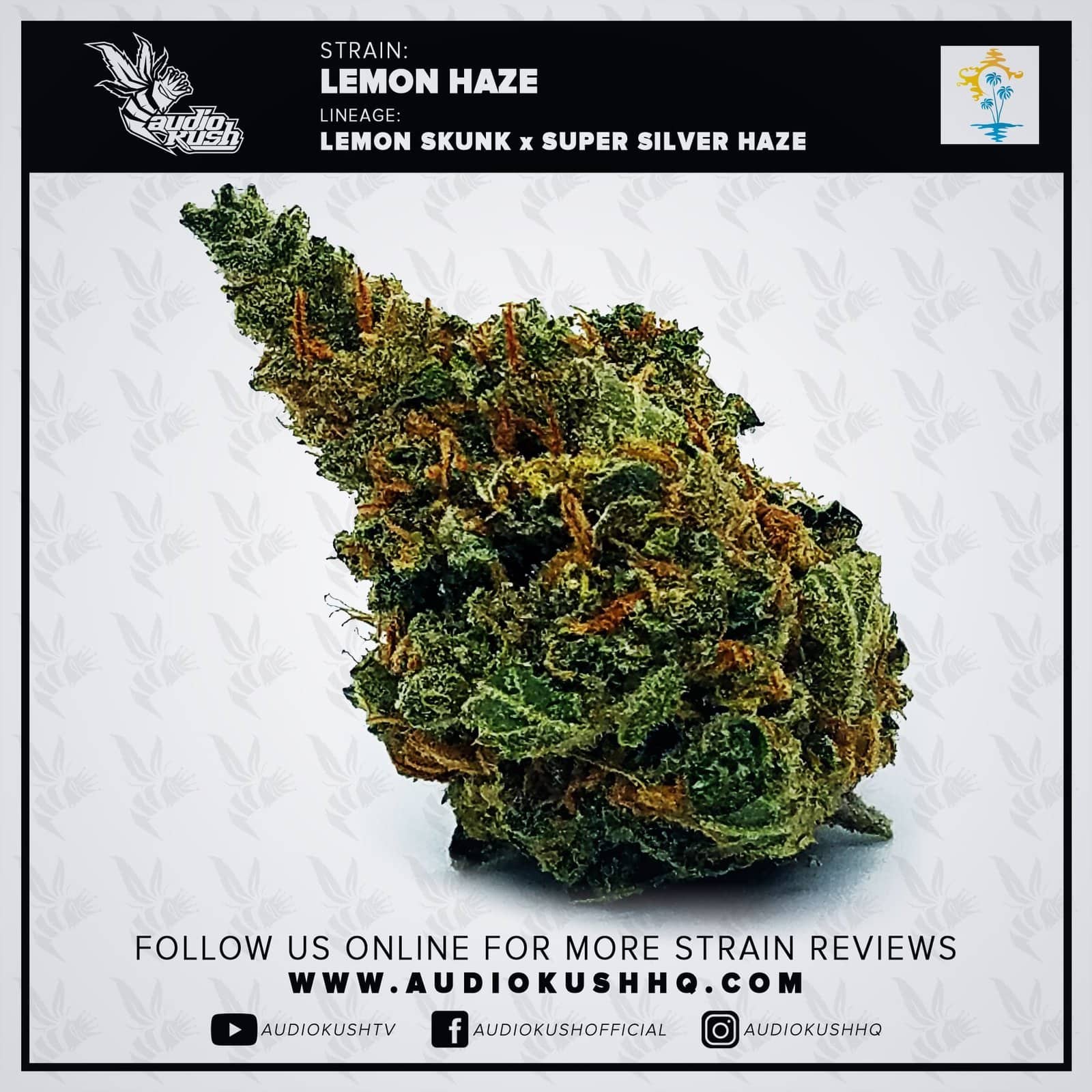 Lemon Haze, Coffeeshop 't Kunsje, Nijmegen