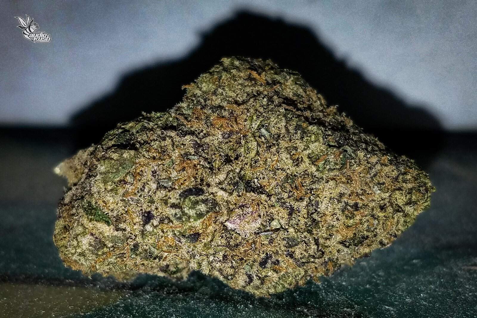 Last month we traveled to Coffeeshop Bushdocter with Purpl Pro to test cannabis potency with Purpl Pro by Purpl Scientific. We tested Pink Runtz.