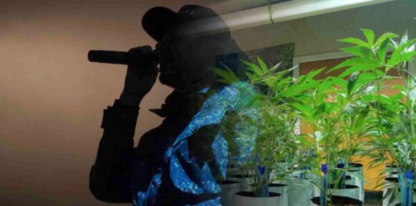 Jay-Z Enters Cannabis Industry, Rapper, Weed