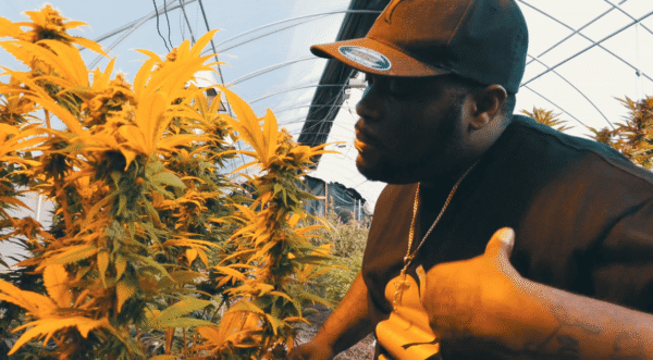 Vibrant cannabis plants thriving in a greenhouse cultivation environment.