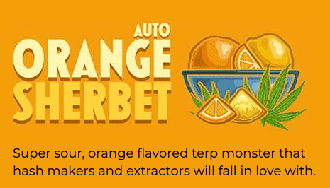 "Super sour, orange flavored terp monster that hash makers and extractors will fall in love with" - Fast Buds