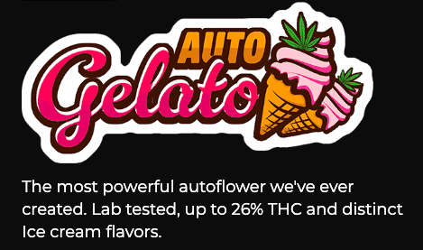 "The most powerful autoflower we've ever created. Lab tested up to 26% THC and distinct ice cream flavors" - Fast Buds