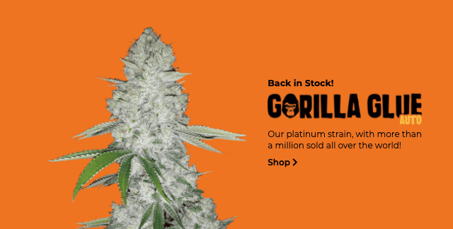 Gorilla Glue Automatic seeds FastBuds