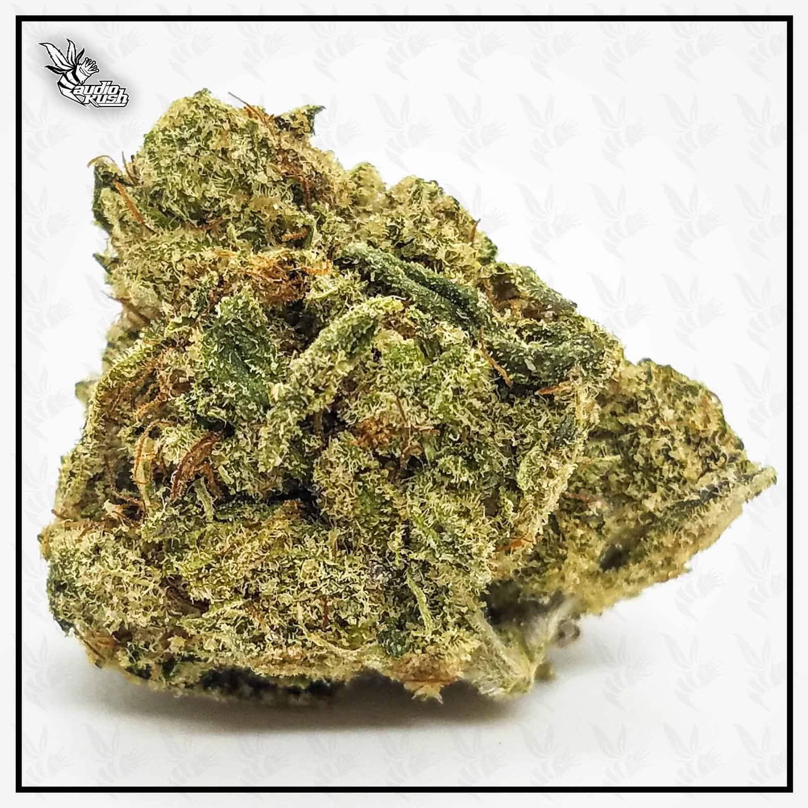 Shoreline - Coffeeshop Blue Lagoon - May 2020