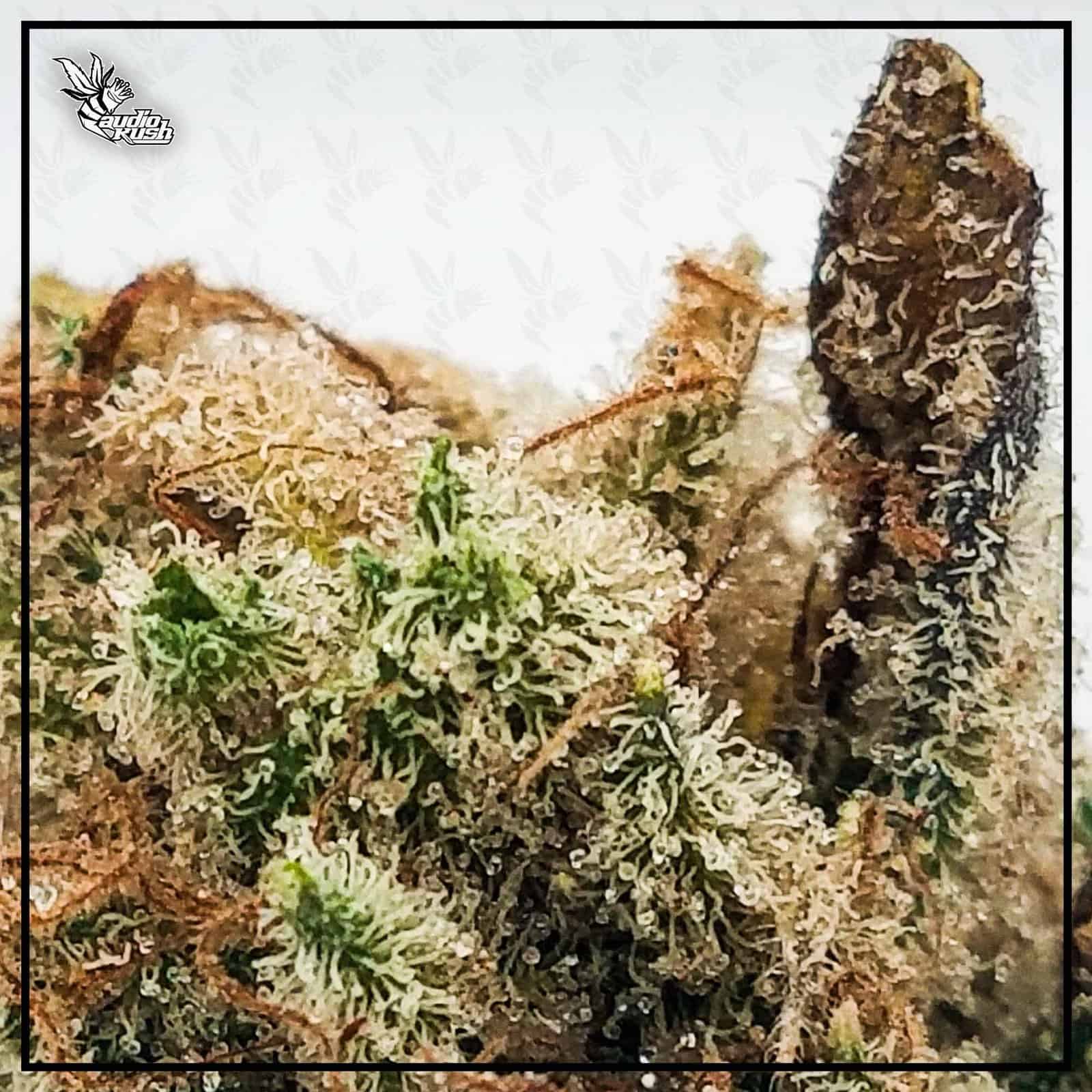 Tangie - Coffeeshop Loft - Dec 2020 - Jack Herer Cup Entry