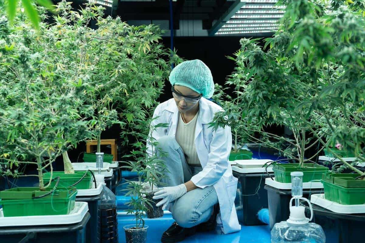 Indoor cannabis cultivation with advanced hydroponic systems at AudioKush.