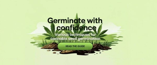 Germinate cannabis seeds confidently, seed germination techniques, cannabis seed propagation, marijuana seed sprouting, cannabis growth tips from AudioKush.