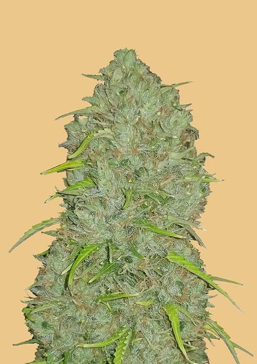 Original Auto Jack Herer strain