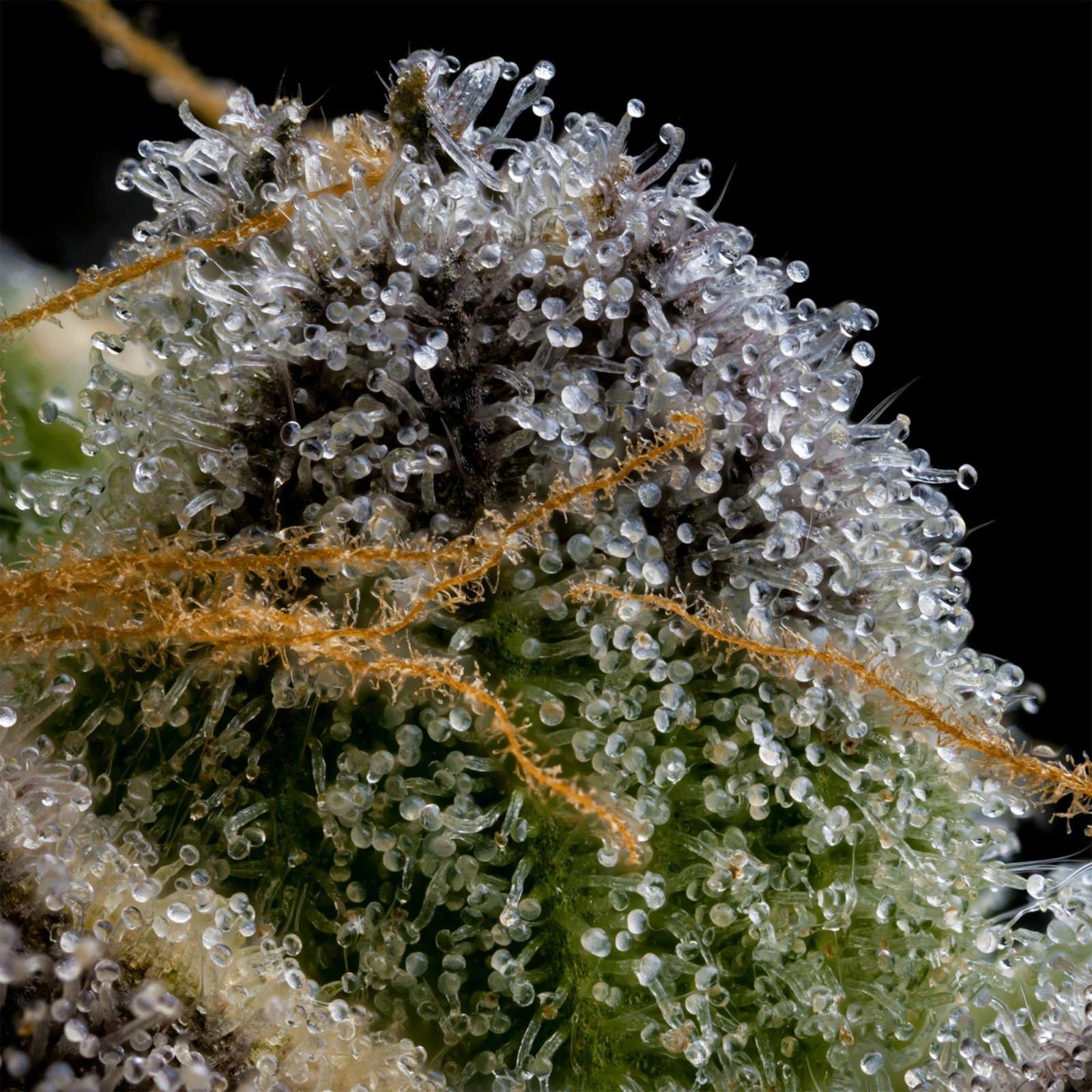 Close-up of cannabis bud covered in trichomes with orange pistils, emphasizing high-quality cannabis flowers and crystal resin details.