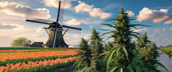 Vibrant tulip fields and thriving cannabis plants with a traditional Dutch windmill in the background under a bright blue sky.