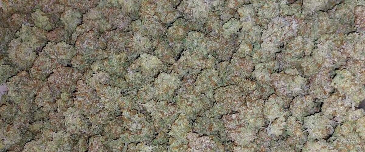 5-Reasons-Why-You-Should-Consider-Growing-Autoflower-Cannabis