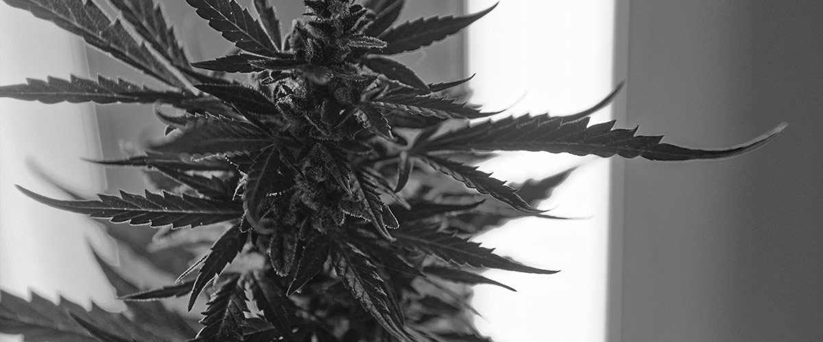 All-You-Need-to-Know-About-The-Top-10-Weed-Strain