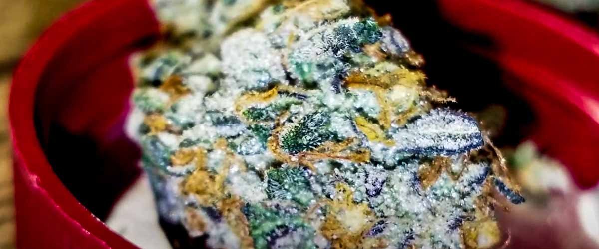 Blog-Cover-Jack-Herer-Cup-2020-Viewing-Entries-
