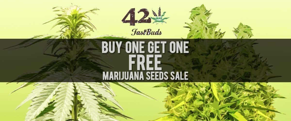 Fast Buds carries an extensive catalogue of autoflowering genetics including Wedding Cheesecake, Gorilla Glue, Purple Lemonade, and Tangie.