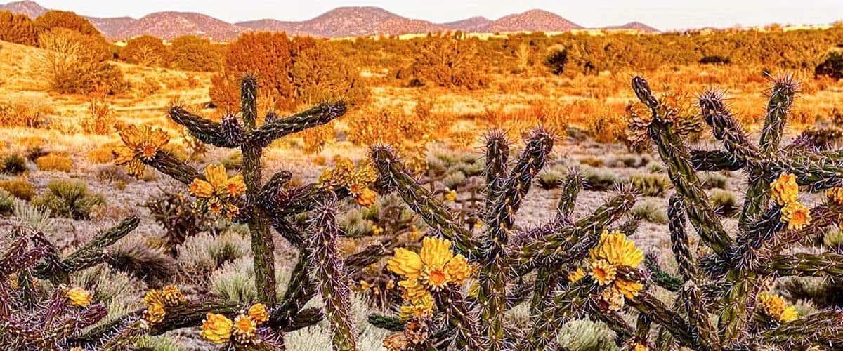 Blog-Feature-Two-New-Mexico-Tribes-Sign-Recreational-Cannabis-Sales-Agreement