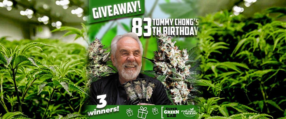 Blog-Featured-Image-Tommy-Chong-Paradise-Seeds-Super-Green-Lab-Giveaway-May-2021-min