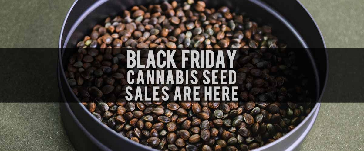 Blog-Title-Cover-Best-Black-Friday-Cannabis-Seeds-Sale