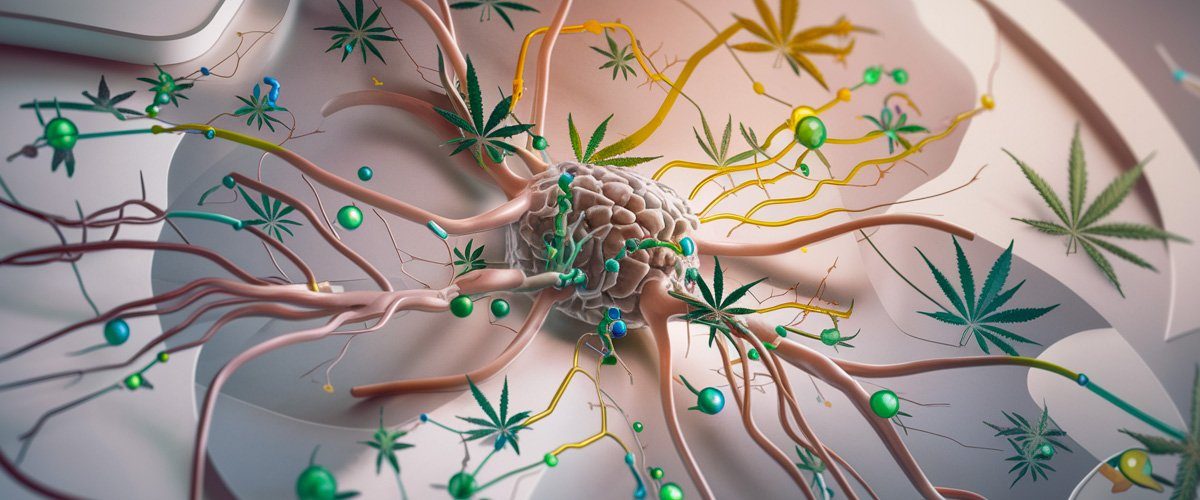 Endocannabinoid-System