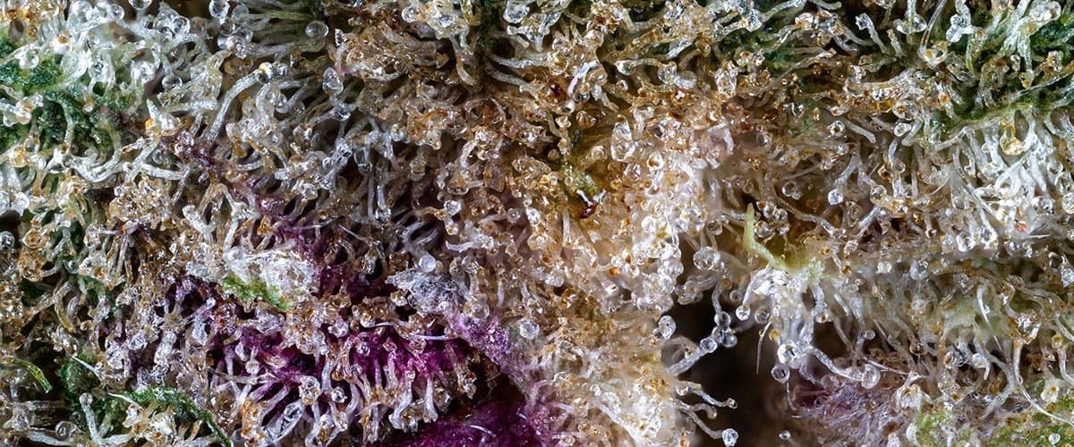 Fastest-Auto-Flowering-Genetics