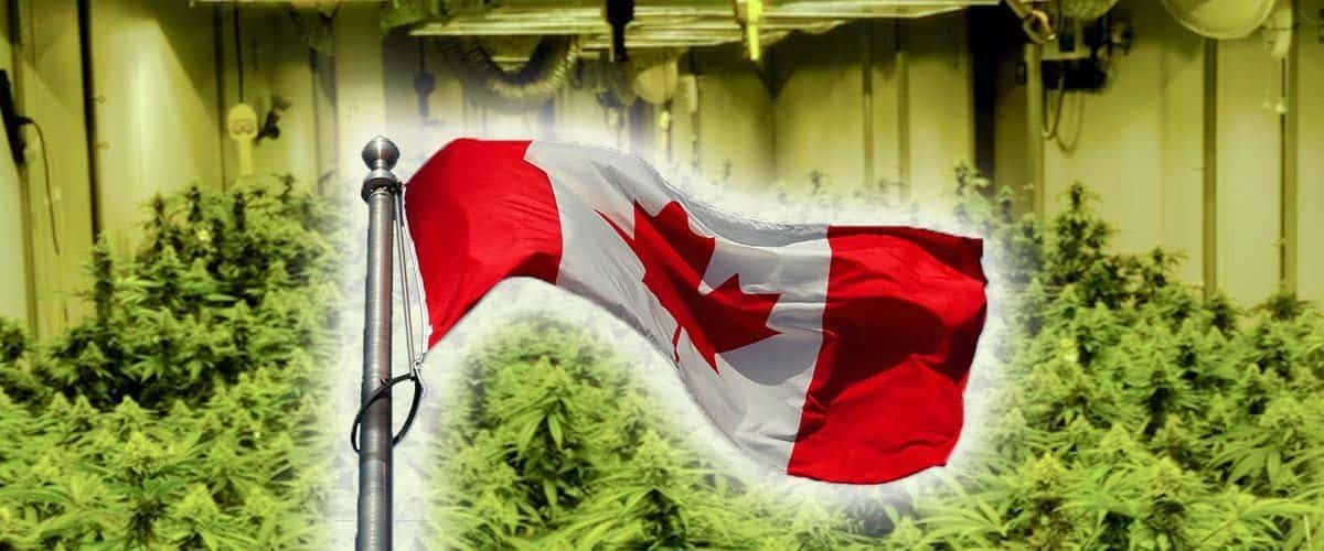 Feature-img-canadas-cannaseurs-who-you-should-know