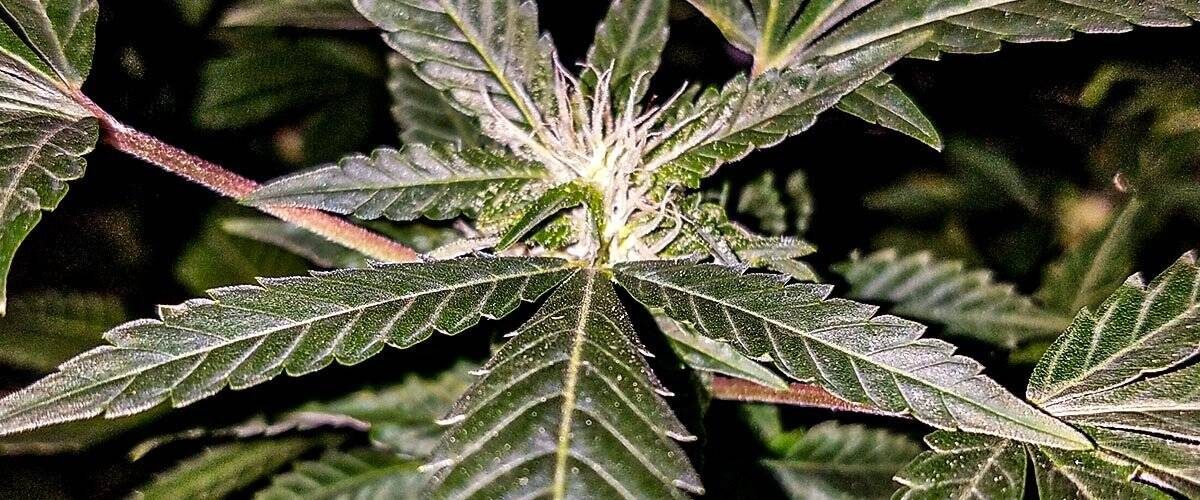 Featured-Image-HOW-TO-GERMINATE-AUTOFLOWER-CANNABIS-SEEDS-
