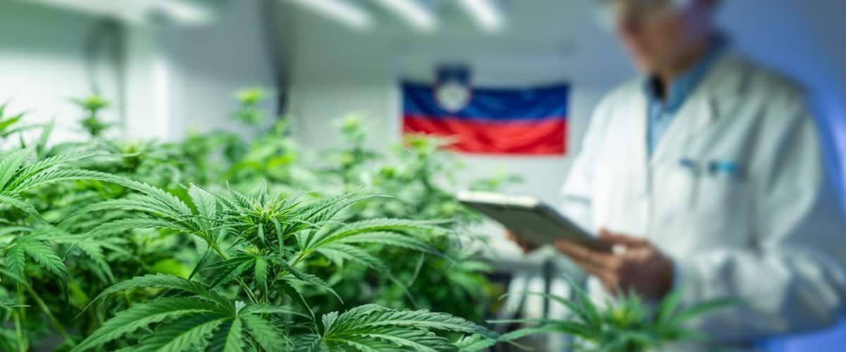 Vegan CBD oil from hemp plants in a laboratory setting, focusing on natural wellness and premium quality CBD products for Health enthusiasts.