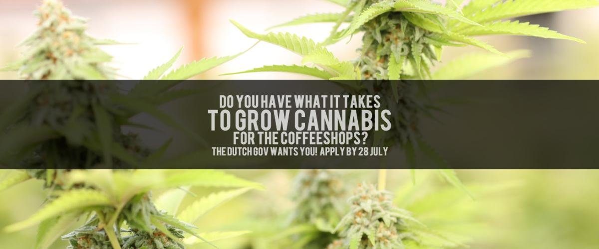 Grow-Canabis-for-Coffeeshops