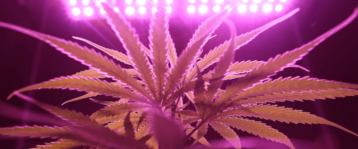 Growing-Cannabis