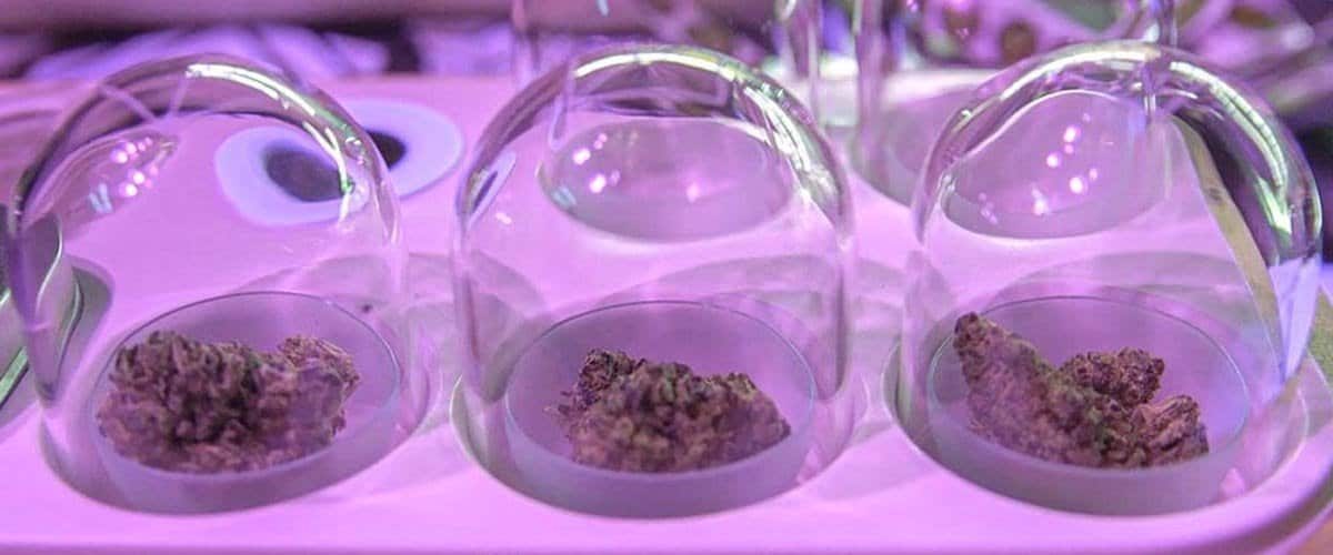 How-To-Cure-Cannabis-Featured-Image