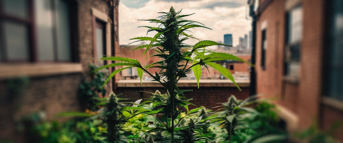 How-much-can-you-save-by-growing-cannabis-at-home