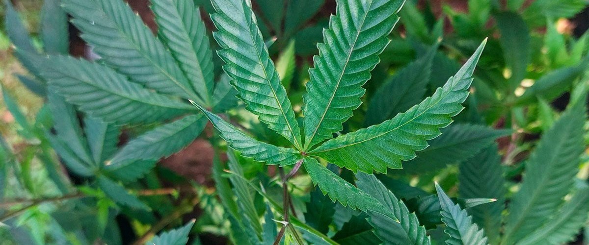 How to Choose the Right Cannabis Strain for Your Lifestyle