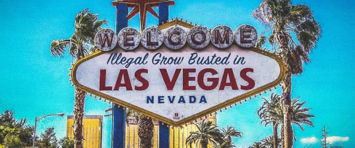 "This is the largest indoor marijuana grow operation (based on plant count) within LVMPD’s jurisdiction".