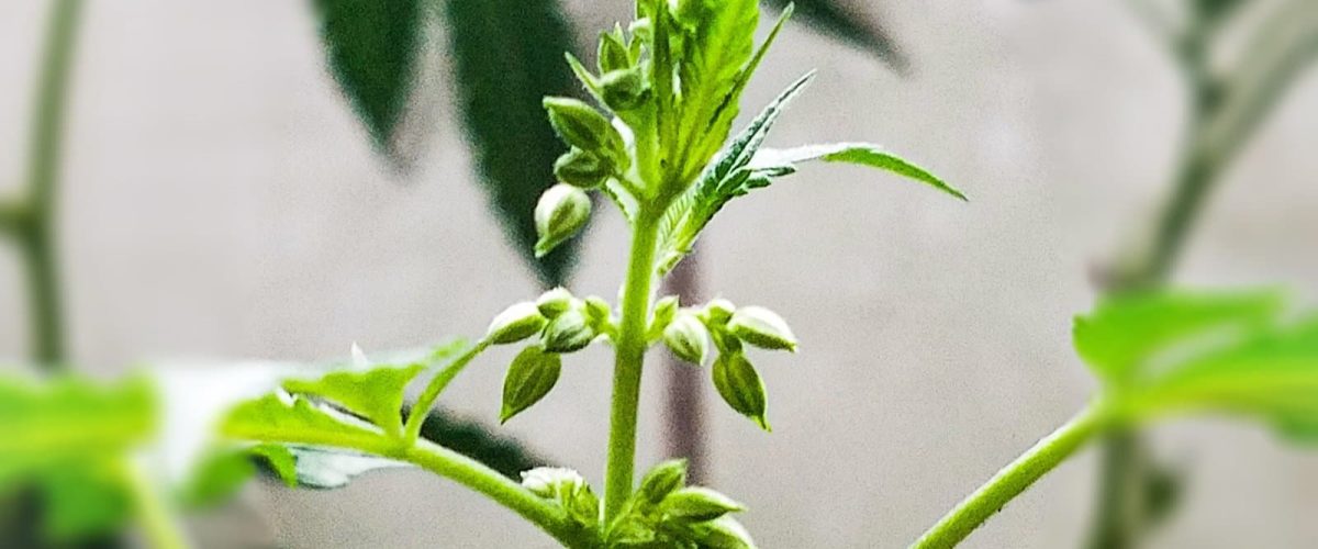 Male-Plant-Biesel-min