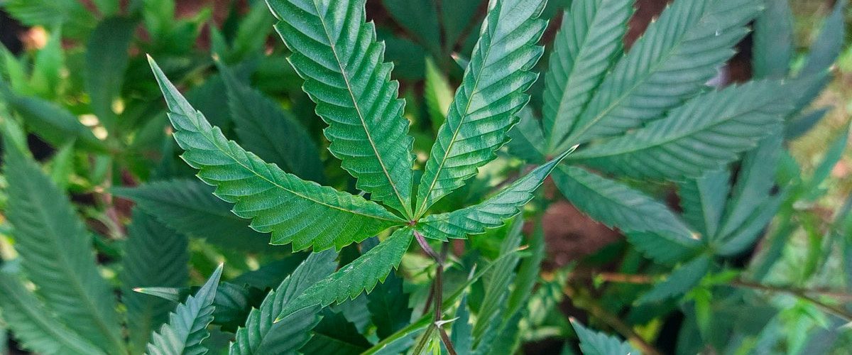 NEW YORK’S CANNABIS SHOWCASE