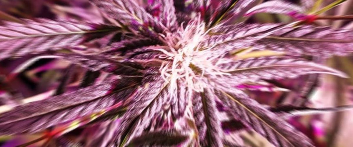 NJ-Court-Rules-Cannabis