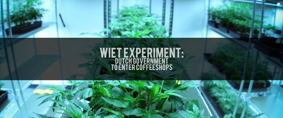 Netherlands-wietexperiment