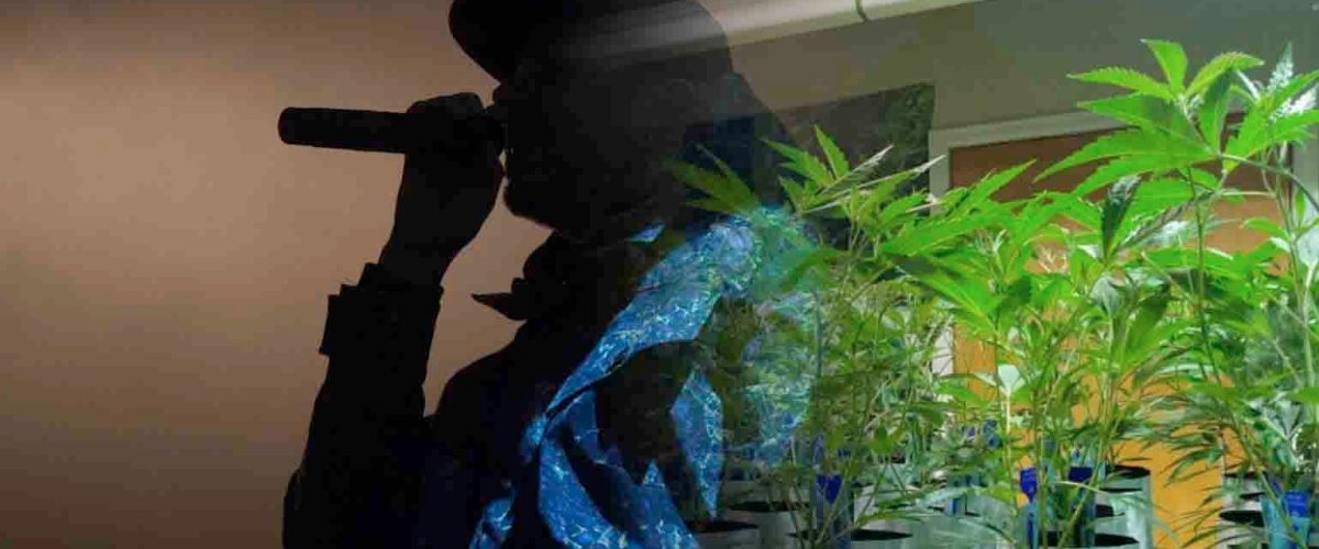 Rapper-and-weed