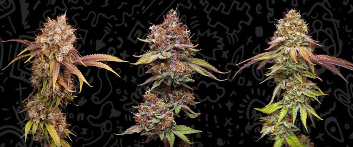 SEEDSTOCKERS-RELEASES-NEW-CANNABIS-STRAINS-FOR-2024-